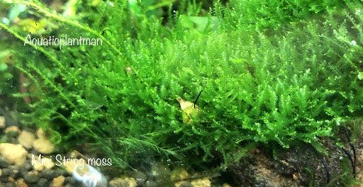 Mystery Moss Packages