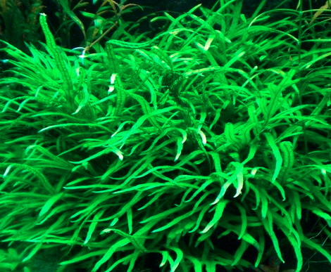 Narrow  leaf Java Fern (needle leaf java fern)