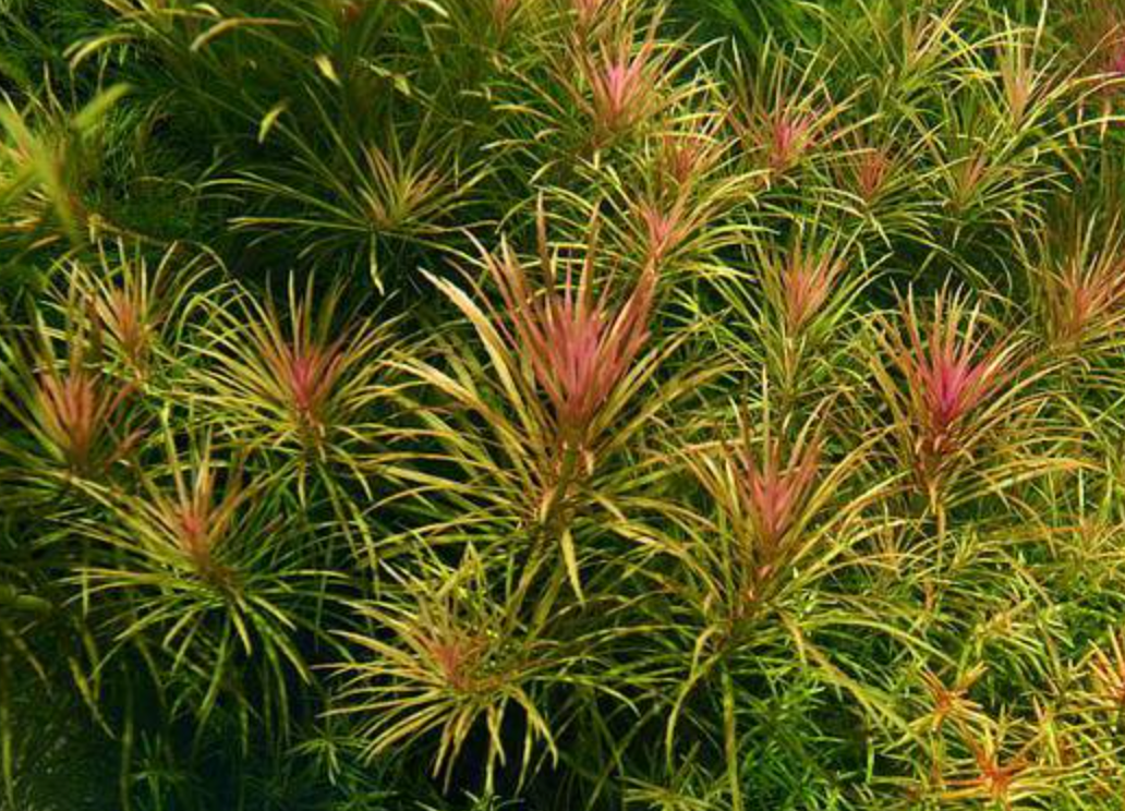 Pogostemon Stellatus