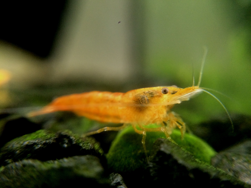 Orange Pumpkin Shrimp