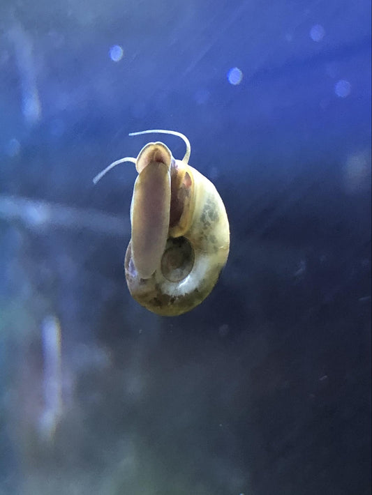 Ramshorn Snail x6