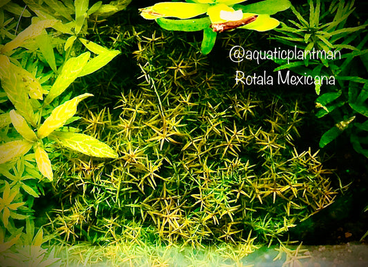 Rotala Mexicana Araguia